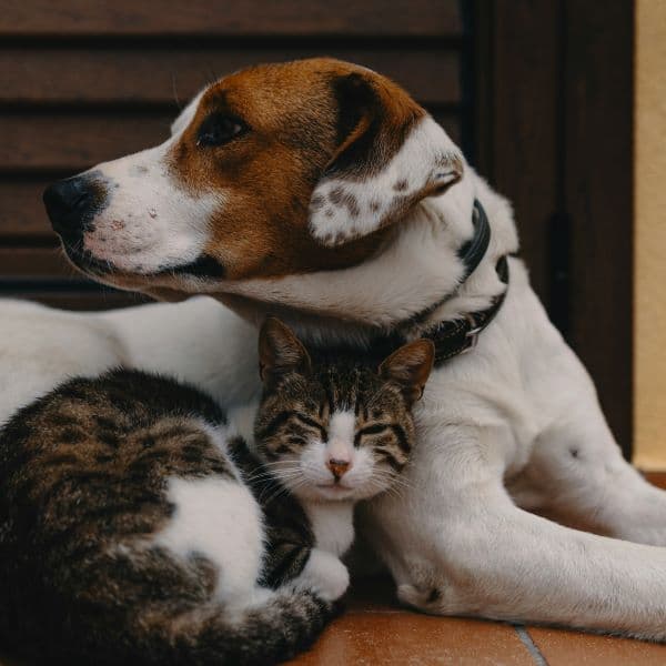 dog_cat_600x600