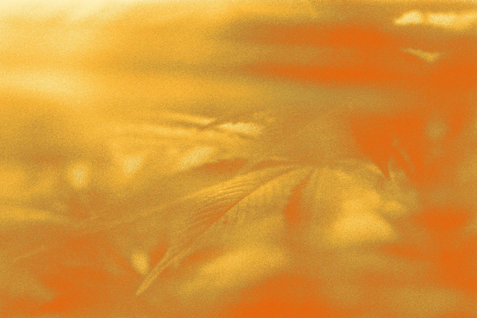Twin Cities cannabis dispensary — Wildflower Cannabis Co. in Minneapolis and Bloomington