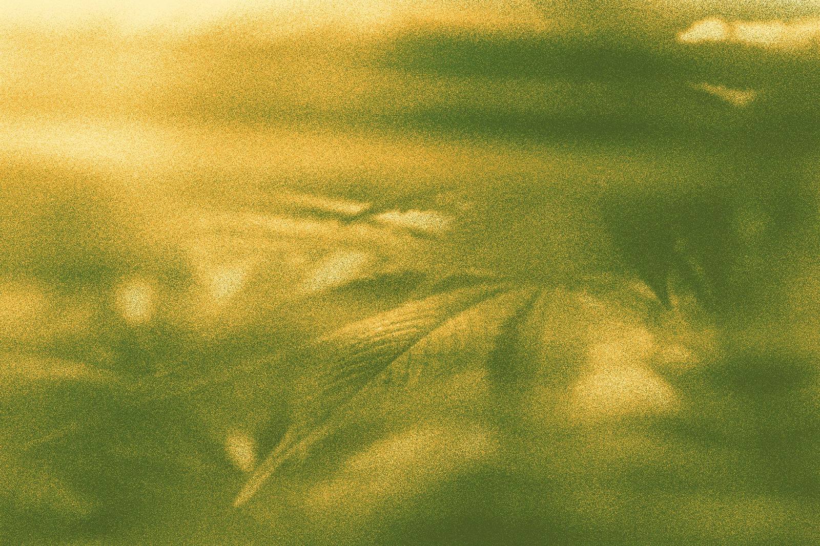 How to Read a Cannabis Label: THC, CBD, and Terpenes Explained